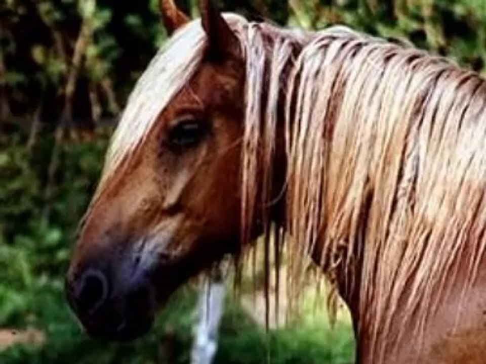 L'homme et l'alezan Hugues Aufray