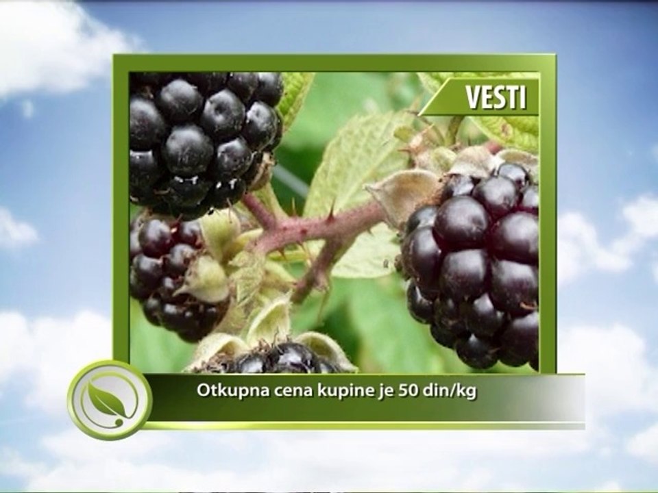 Vesti - Otkupna cena kupine je 50 dinara za kilogram