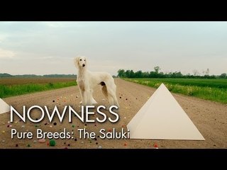 Episode 3: Pure Breeds "The Saluki" by Graydon Sheppard