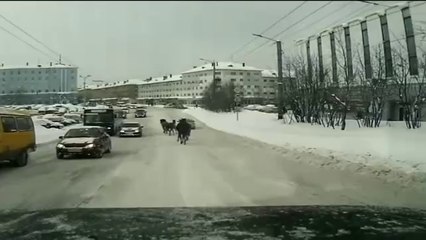 Побег из конюшни