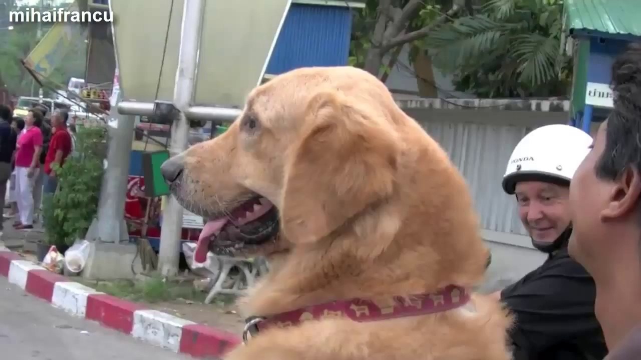 Funny Dogs Riding On Motorcycles Compilation 2014 [NEW].