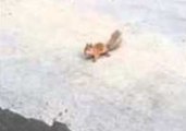 Squirrel Spins in Circles