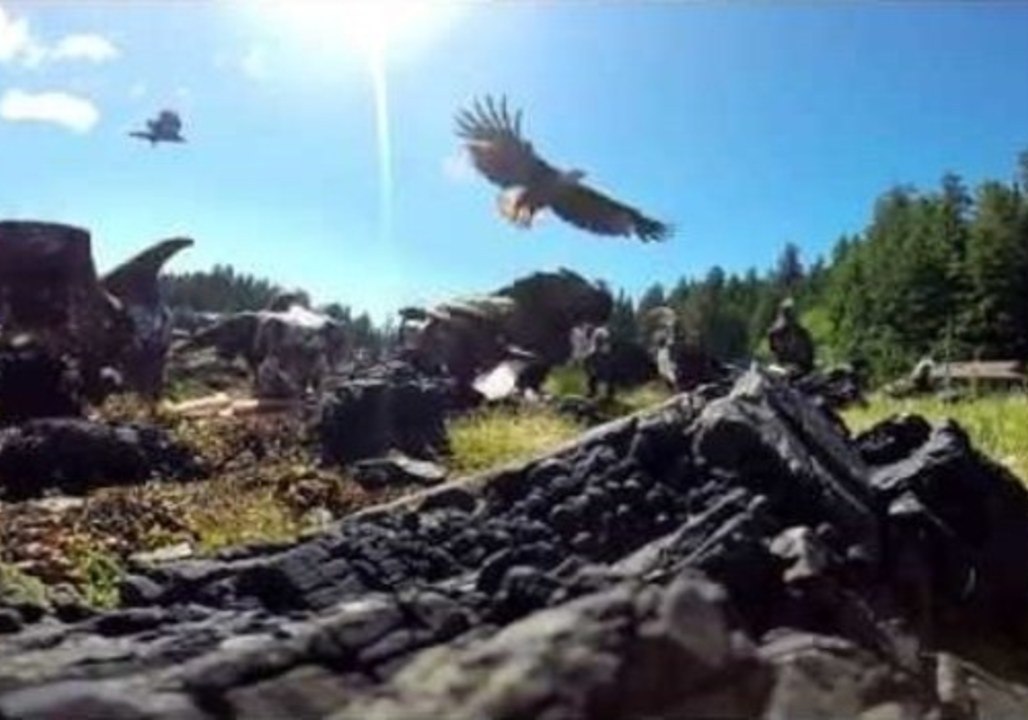 Ravenous Bald Eagles Dine on Fish Carcasses