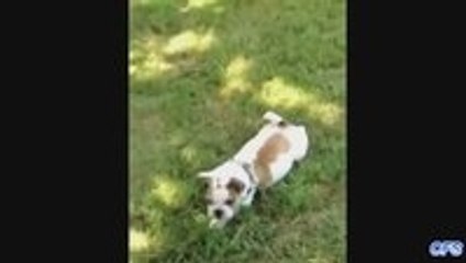 Puppies Rolling Down Hills Compilation