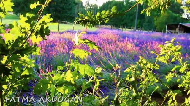 NEŞET ERTAŞ-EY SEVDİĞİM BENDEN AYRI GEZERSEN