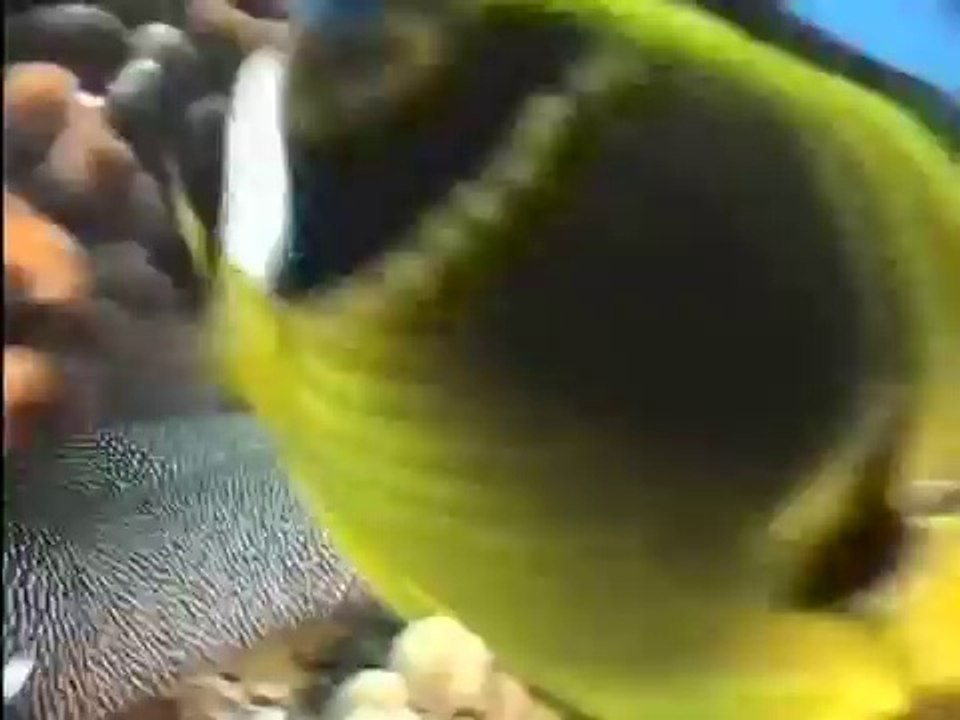 Snorkeling Molokini - Maui