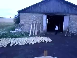 Des canards russes au garde à vous