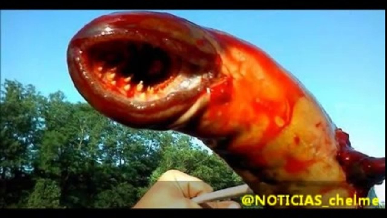 Capturan un pez monstruo