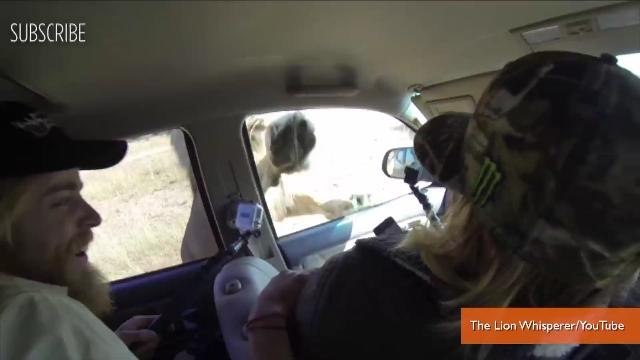 Lion Attacks Car Full of Cameramen, Every Angle is Terrifying