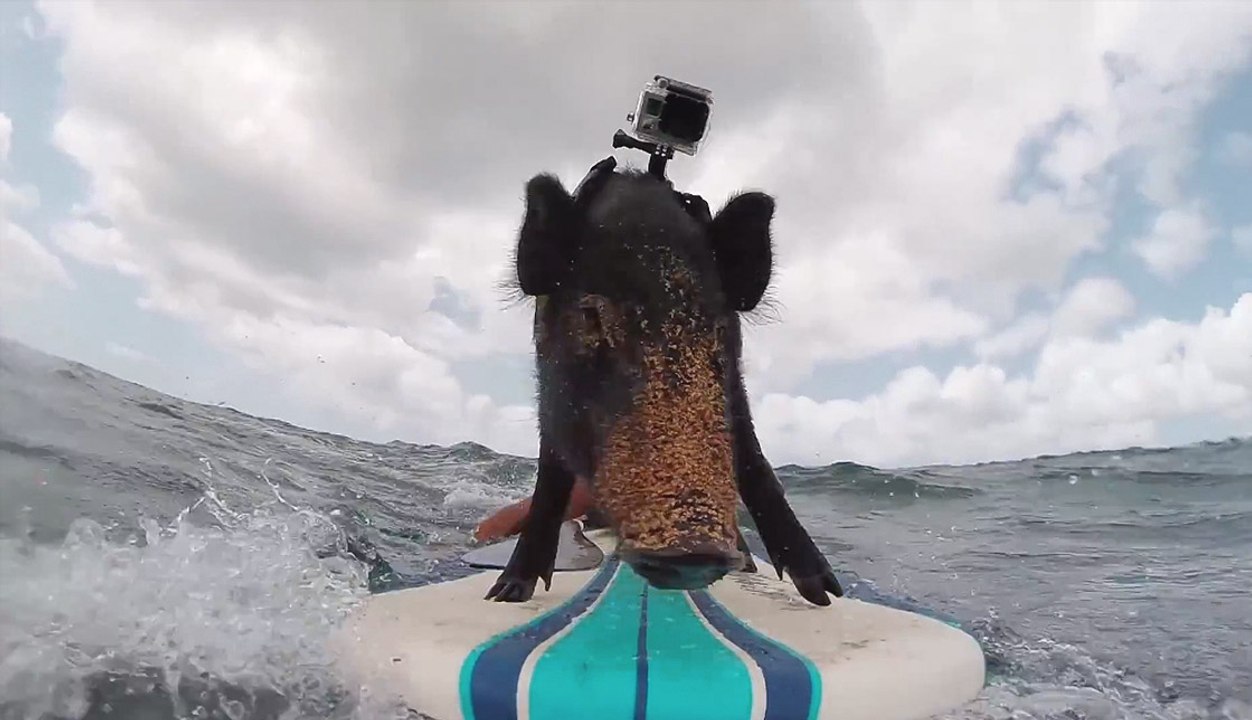 KAMA THE SURFING PIG (WITH GoPro!) | What's Trending Now!