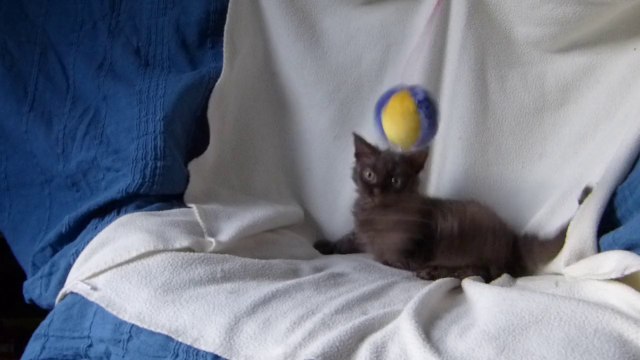 chaton Selkirk Rex - J'serai beau Kissa