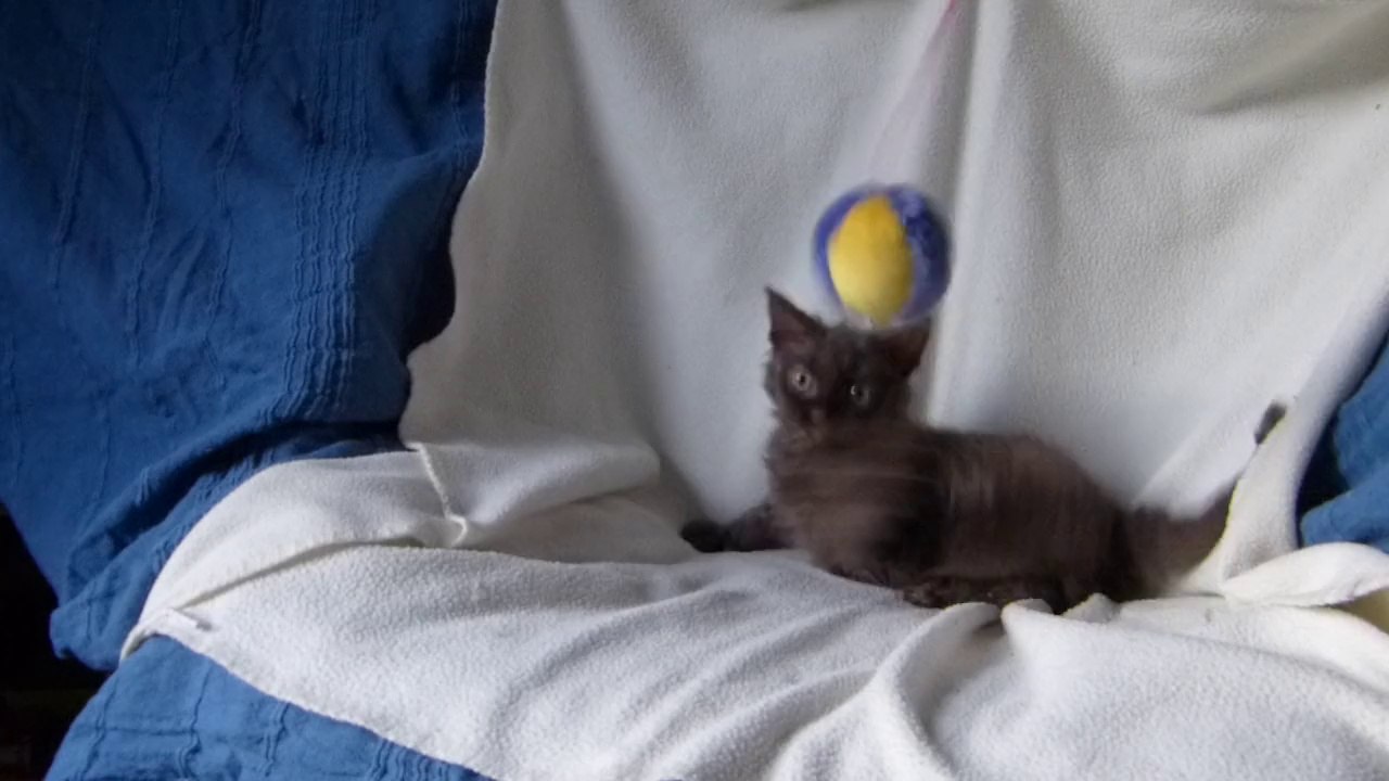 chaton Selkirk Rex  - J'serai beau Kissa