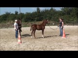 Evorah des Edènes concours foal Ste Mère Eglise