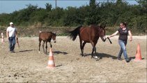 Ezya des Edènes Concours foal Auvers