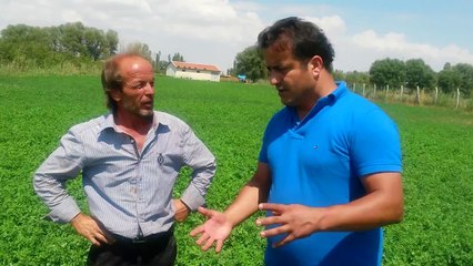 Bataklıktaki Yonca yetistiriciliği Afyon Çay Keci Yolu Mevkii Fatih Ceyhan ve Baki Efe