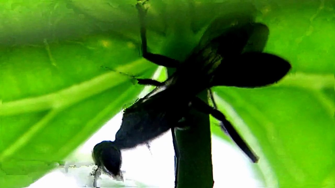 Worlds Largest Wasp.Amazing Nature