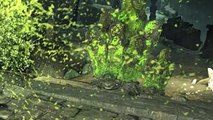 Dark Souls 2 Crown of the Sunken King DLC - First Impressions