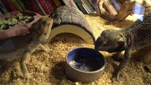Bearded Dragons eating meal worms.