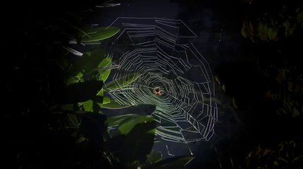 Spider Web Timelapse