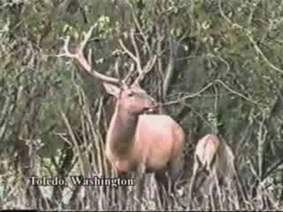 Cerf-Contre-Chasseur