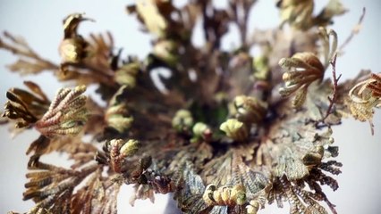 Timelapse of Rose of Jericho resurrection