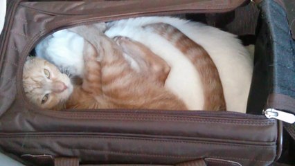 Cute cats groom each other in a cat carrier.