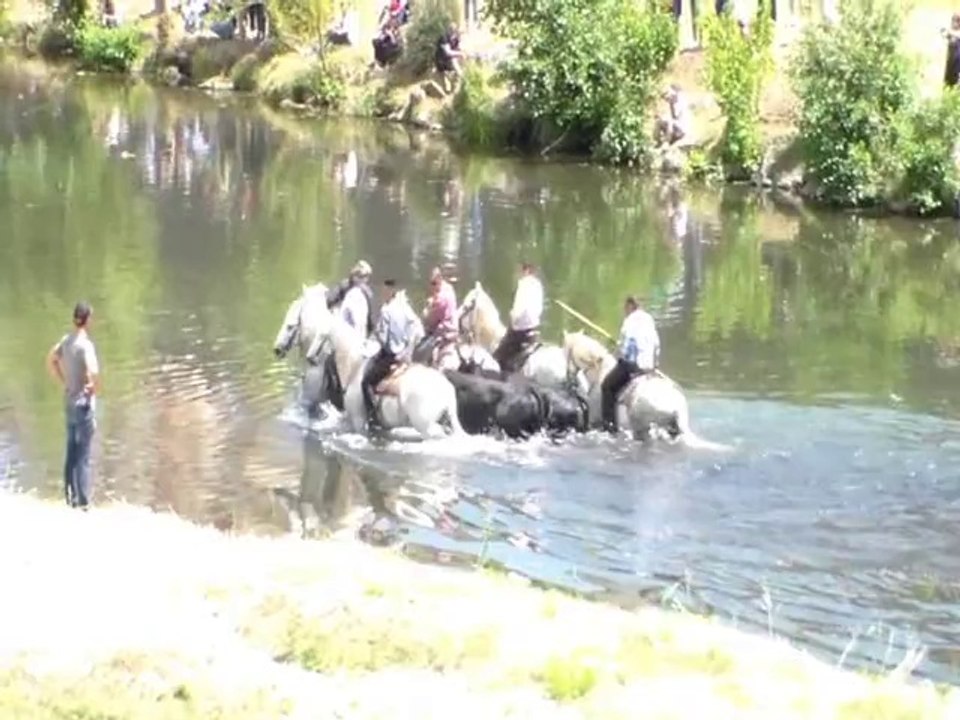 Feria Ales 2014 Gaze Manade Lafon