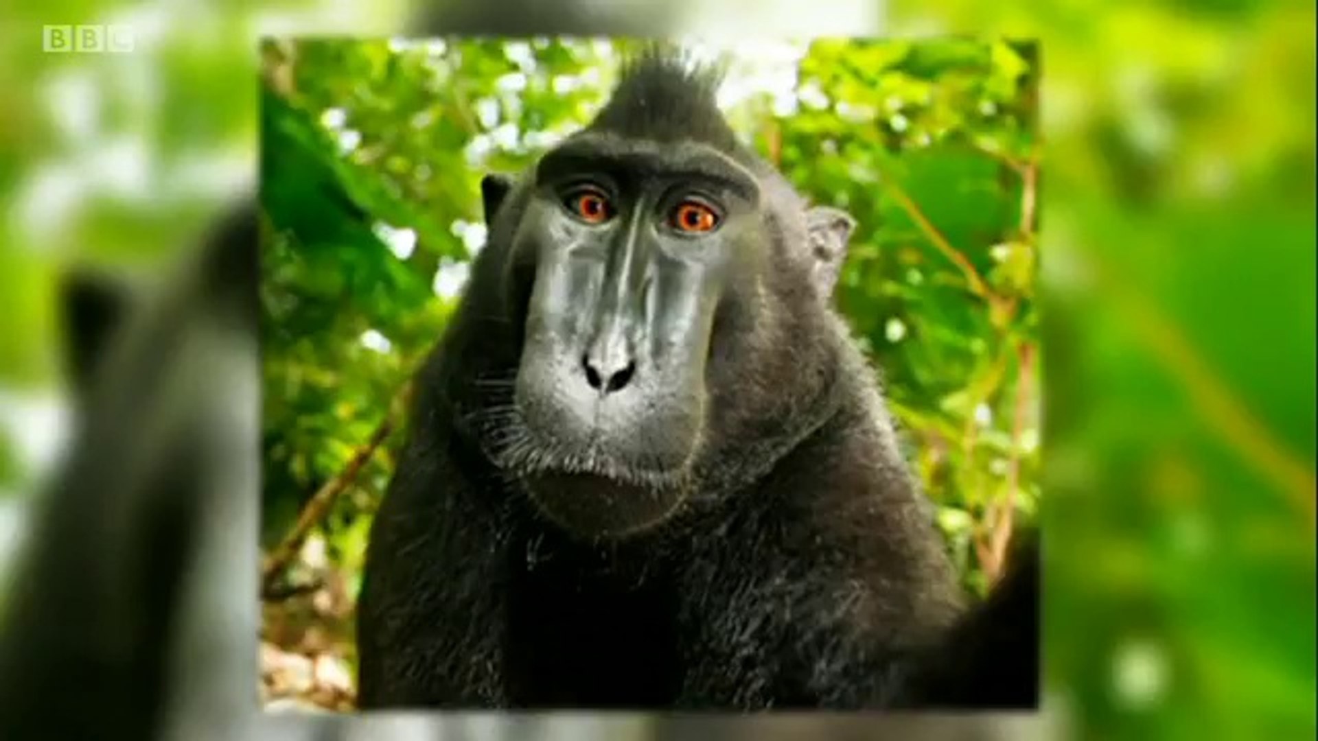 ⁣Monkey picture controversy