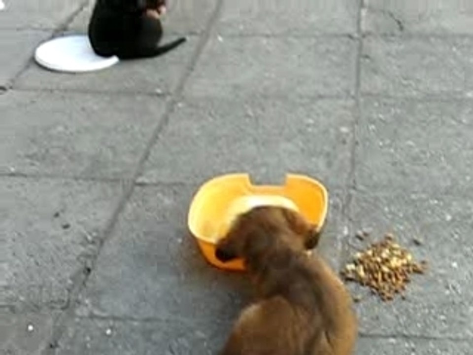 Le repas