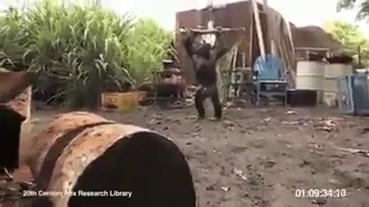 Brave Monkey