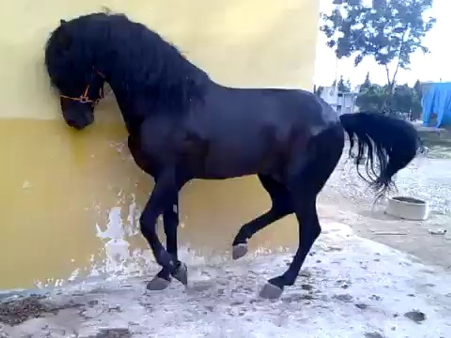 ⁣Лошадь танцует