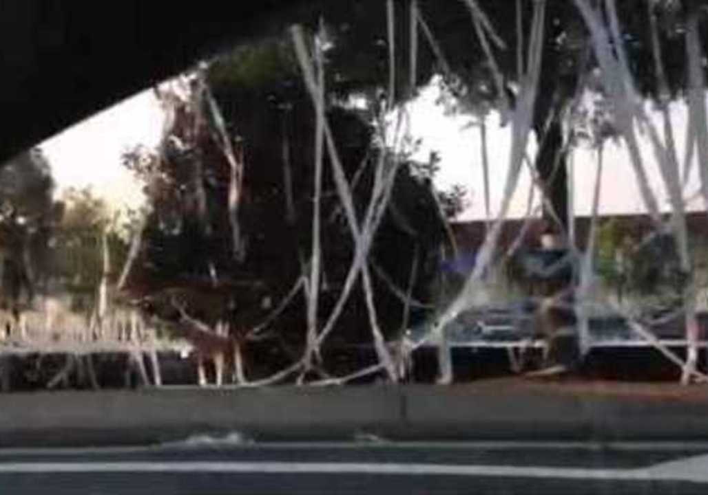 Georgia High School Students Cause TP Epidemic