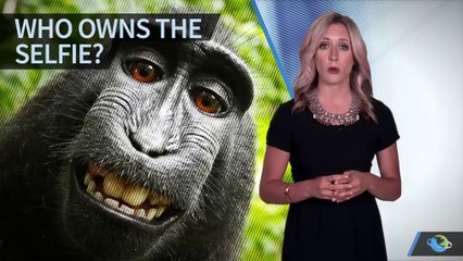 Who Owns This Monkey's Selfie_ - Bloompk