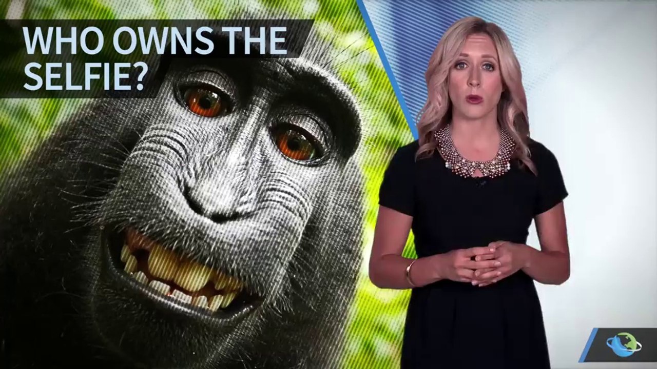 Who Owns This Monkey's Selfie_ - Bloompk