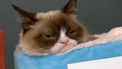 Grumpy Cat frowns upon New York City