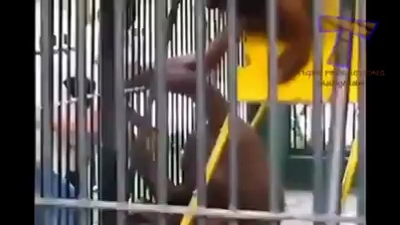 Annoying animals