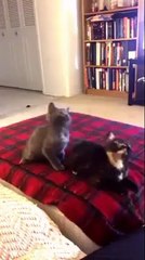 Cats crazy about music