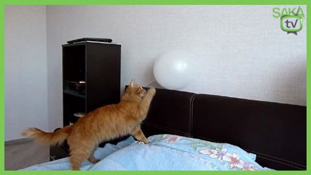 Balonla Oynayan Kedinin Sonu