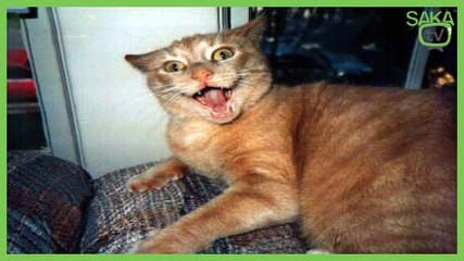 Dedeyi Dinden Çıkartmaya Çalışan Kedi