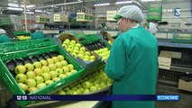 Les producteurs de pommes du Limousin s'inquiètent de l'embargo russe