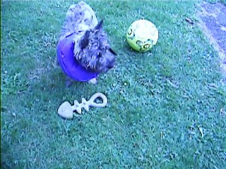 en forme le petit Jaudy