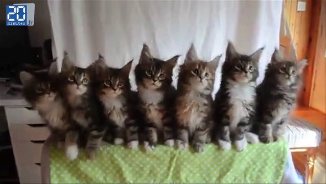 Les chats mignons du web