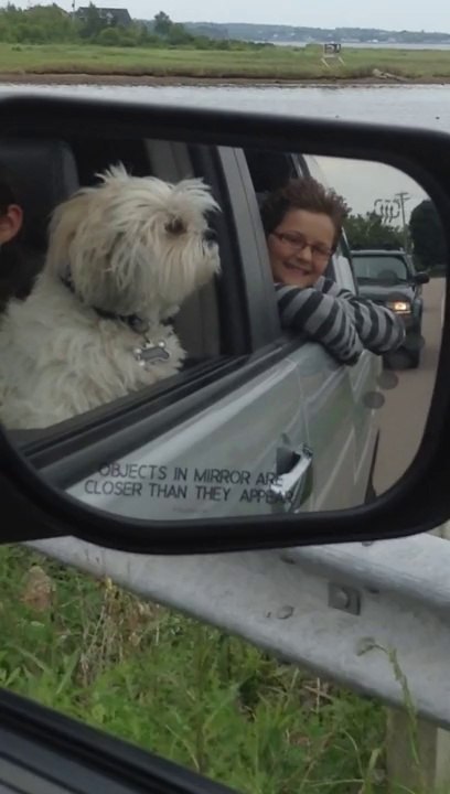 A random video of a dog with his head out a car window