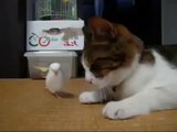 Muhabbet kuşu sevimli kediyle oynuyor