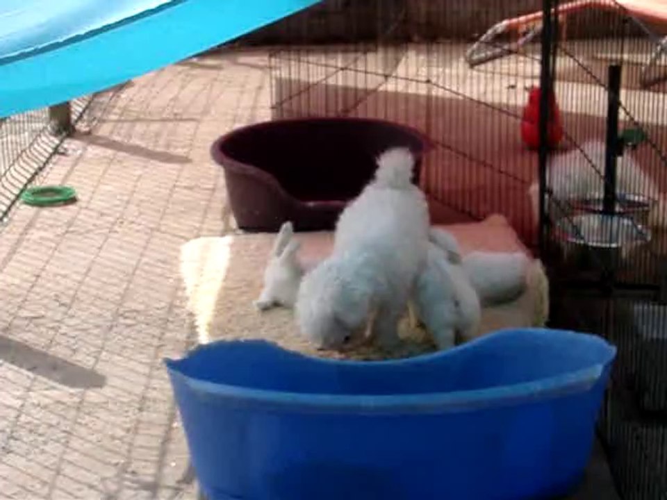 002-Bébés Grace Kelly x Lucky Luke