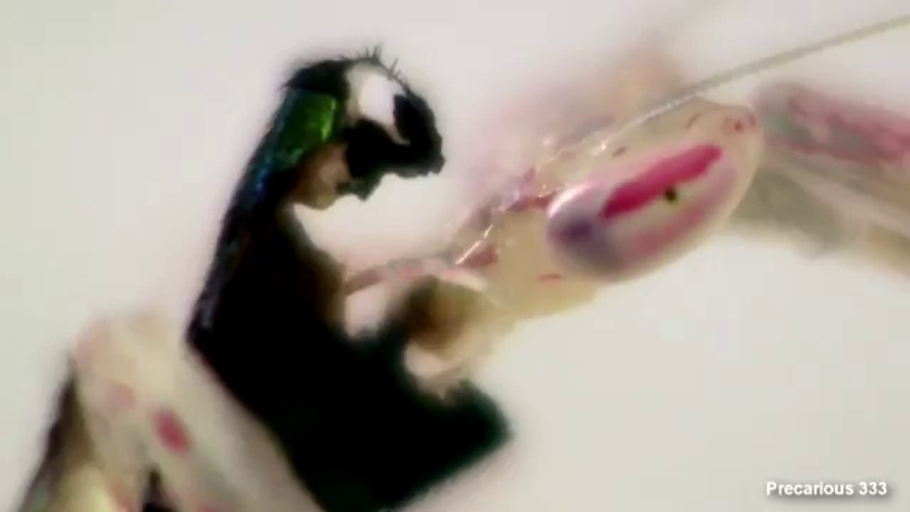 GLASS Mantis! (pink & blue) eats