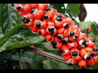 Tônico com Guaraná (tradução)