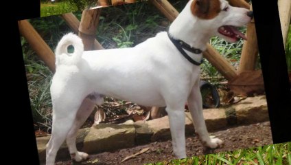 Rogério Jack Russel