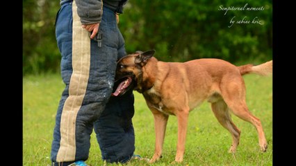 Kosmo van de Boerenkrijg @ Mondioring Cat.II St. Valentin