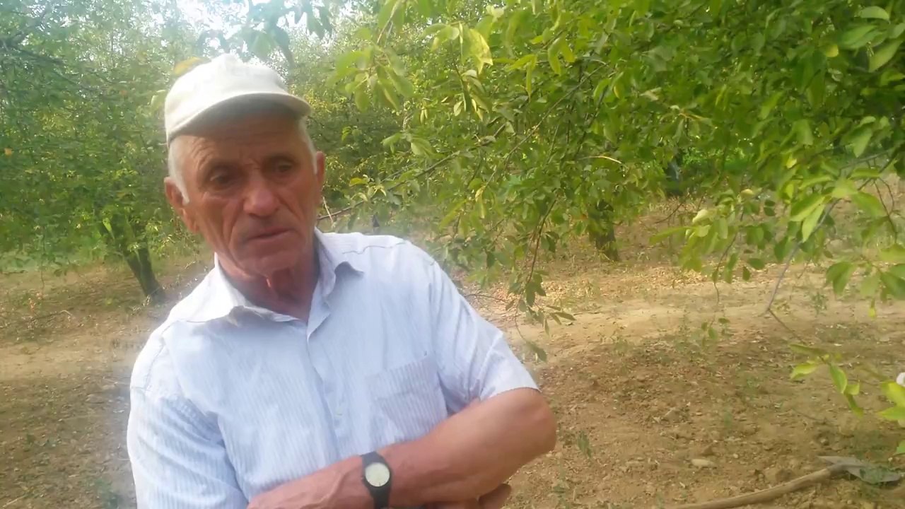 Vişne Ağacı  Bakımı - Kütahya Gediz üzümlü Köyü - Burhan Özden